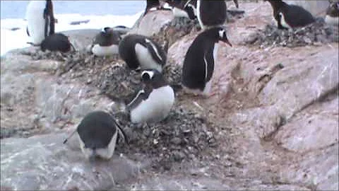 08 600e Gentoo Penguin Stealing Stones