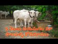 ongole breed bulls farming in rural india #ongolegitta #myvillageagriculture