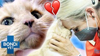 Saying Goodbye To Very Sick Elderly Cat  Bondi Vet Clips | Bondi Vet