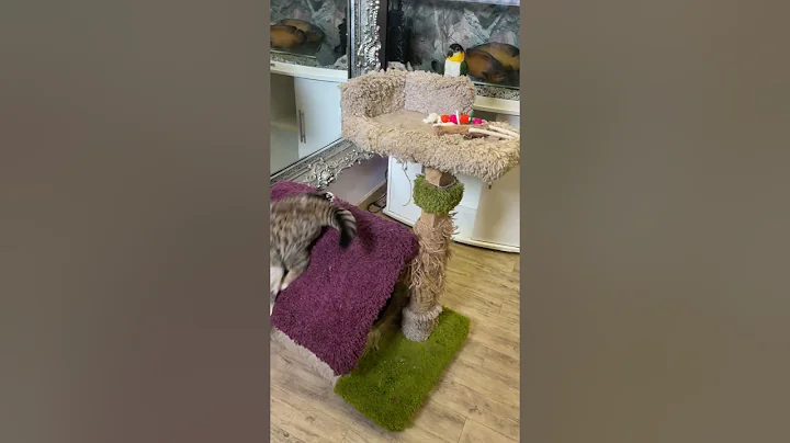 Watch the video about #shorts #funny #cat #funnyvideo The kitten grew up, but games with parrots remained.