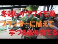 冬越し芋づるを植えつけてサツマイモ苗にする