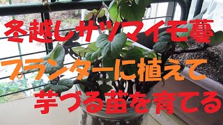冬越し芋づるを植えつけてサツマイモ苗にする