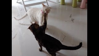 Cat Fight