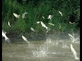 Midwest battles to keep invasive Asian carp out of the Great Lakes