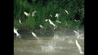 Midwest battles to keep invasive Asian carp out of the Great ... 