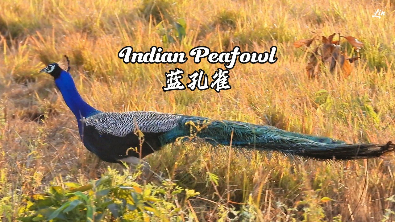 Indian Peafowl