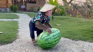 CUTIS farmer enlists harvest watermelon feed Mom the most special way!