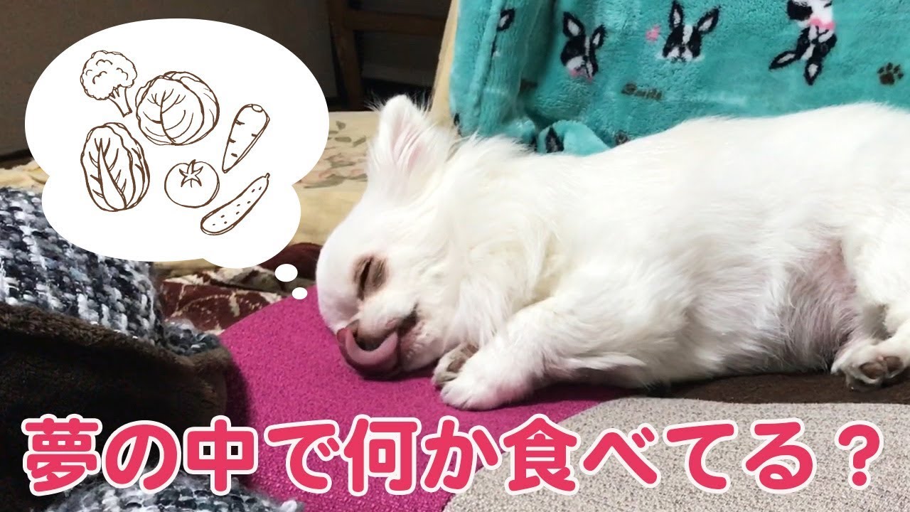 犬も夢見る 寝ぼけているコハク ほっこり動画 Do Dogs Dream Too I Am Asleep Amusing Hokkaido Movie Youtube 犬も夢見る 寝ぼけているコハク ほっこり動画 Do Dogs Dream Too I Am Asleep Amusing Hokkaido Movie Youtube