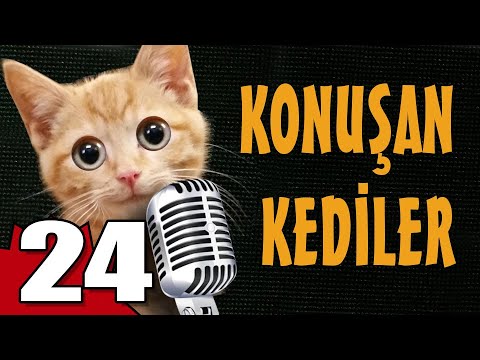 Konuşan Kediler 24 - En Komik Kedi Videoları