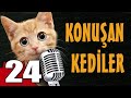 Konuan kediler 24  en komik kedilar