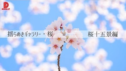 動画素材『揺らめきギャラリー・桜』（紹介デモ）