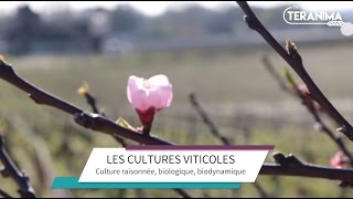 Entre culture raisonnée, biologique et biodynamique - Teranima TV