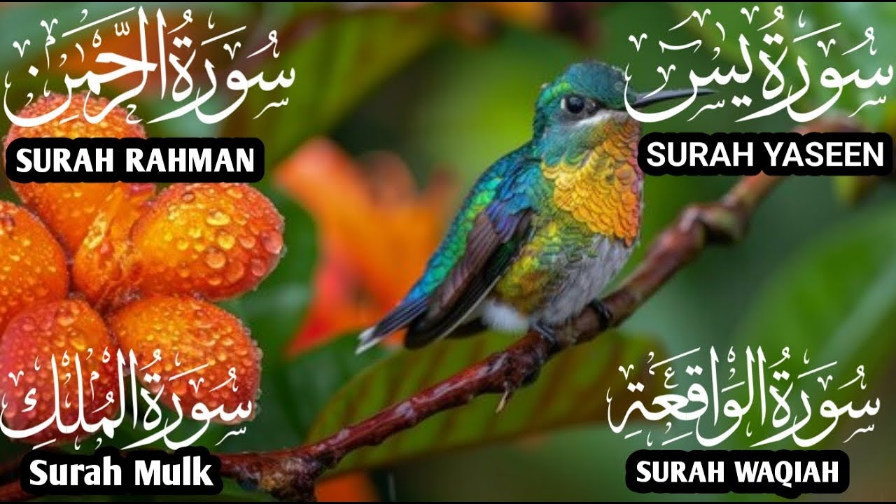 سورة يس❤️والرحمن والواقعة والملك | للرزق والشفاء العاجل❤️جودة عالية HD  