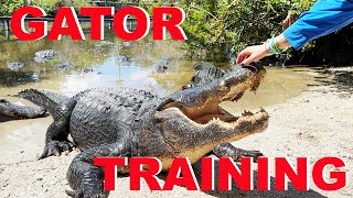 Training MASSIVE Alligators At Gatorland!!!