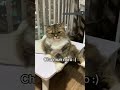Ẻm cute mà ẻm nũng nịu #creatorsearchinsight #thithptquốcgia #mayman #funnyvideos #viralvideo