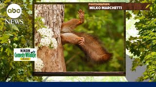 Comedy awards for funniest wildlife photography