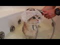 Time to take a shower. How does your cat bathe?