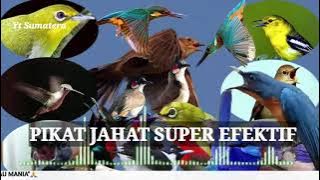 Pikat JAHAT Paling EFEKTIF Burcil Kombinasi!