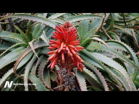 Can Aloe Cure Cancer?