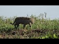 The Black Channel a place of Jaguar Swarming in Pantanal - Brazil