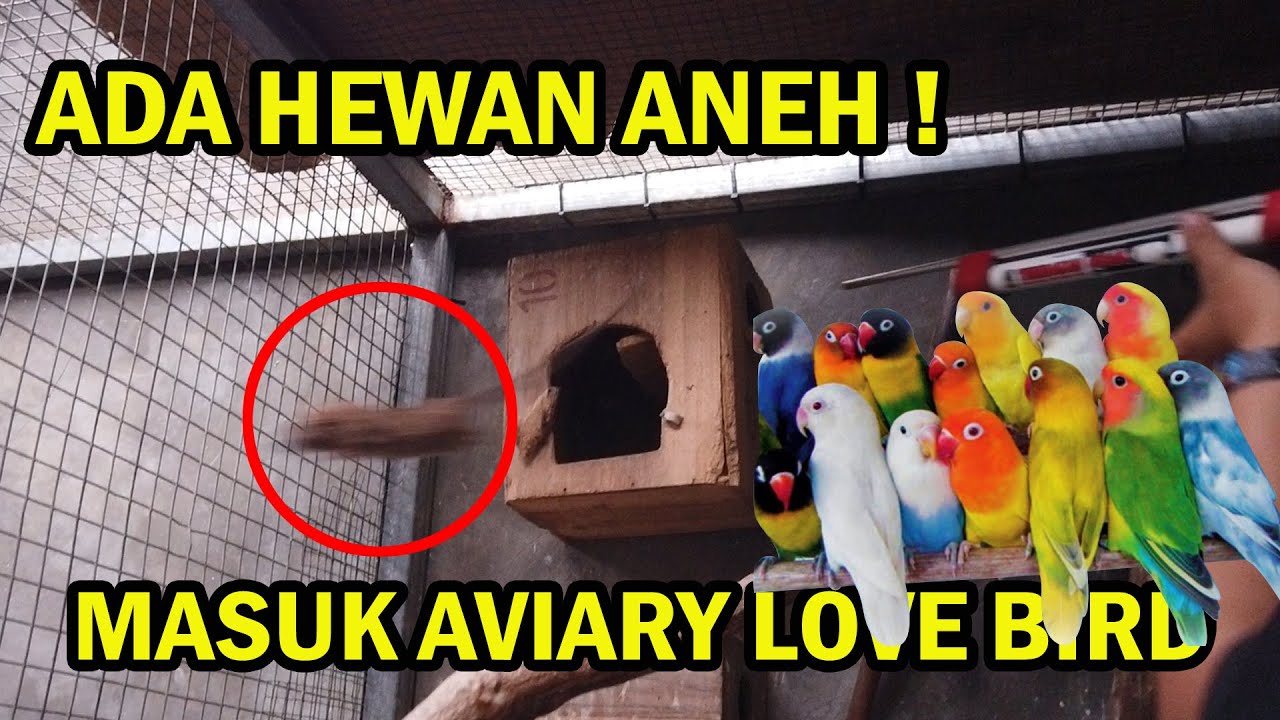 ADA HEWAN ANEH BISA TERBANG MASUK KE AVIARY LOVE BIRD | HARUS GIMANA NIH