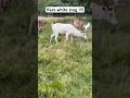 Rare white stag !! White deer in UK Charlecote Park #familyfriendly #travel #deer #albino