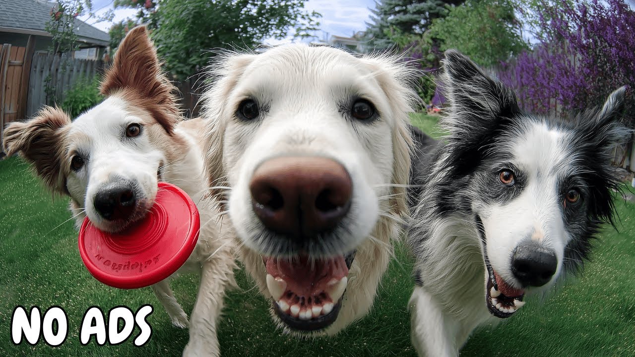 24 часа телевидения для собак ⭐ Расслабляющая фоновая музыка для счастливых и спокойных собак 🐾 Без