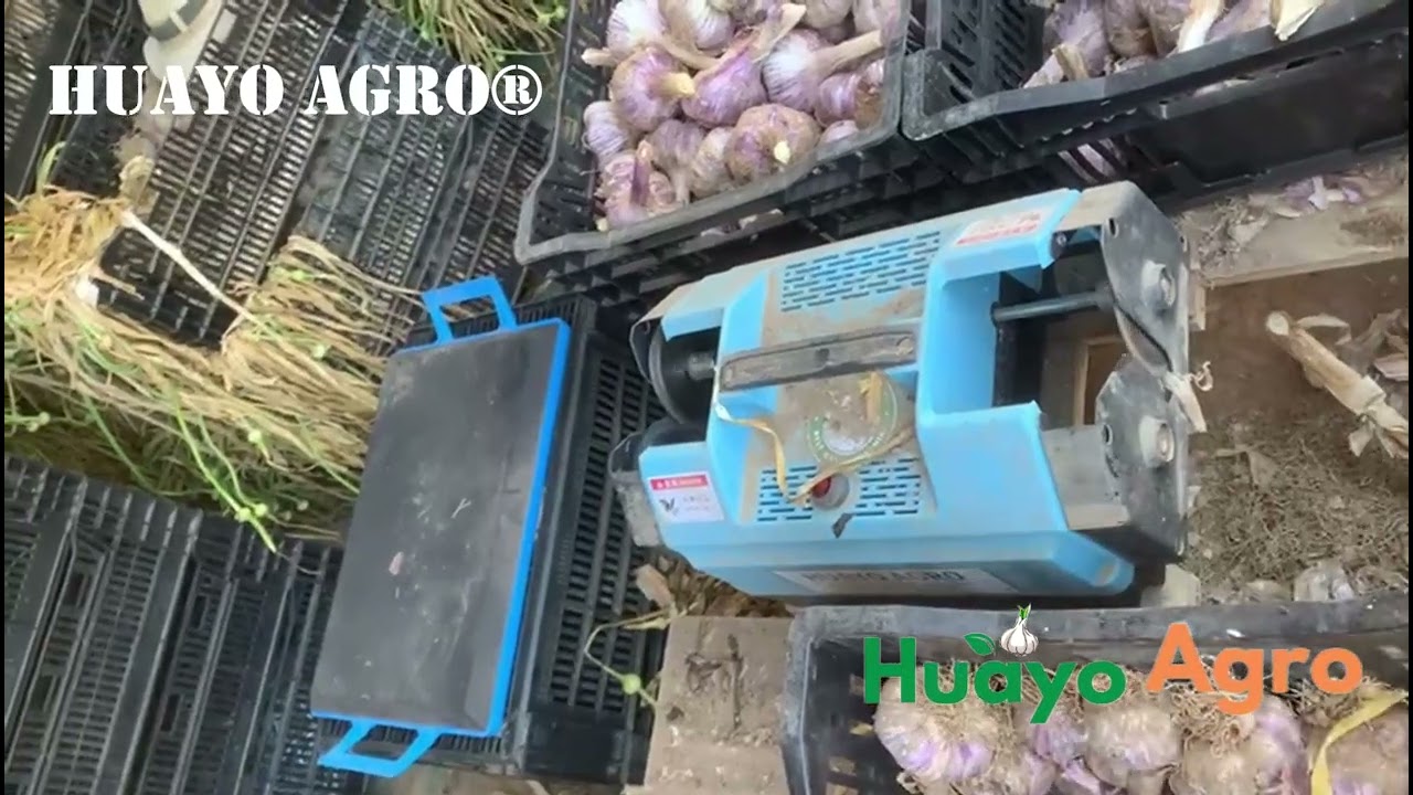 Garlic Root and Stem Cutter Trimming Australian Tasmanian purple Garlic Effectively for Small Farms