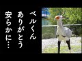 掛川花鳥園のヘビクイワシのベルくん。今までありがとう。やすらかに…2022年6月のバードショーでの名演技。