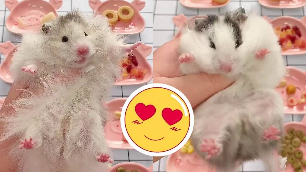 鼠鼠乐园又填新鼠啦！白白胖胖超可爱，快进来看看吧！