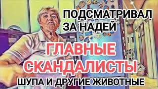 Самвел Адамян ПОДСМАТРИВАЛ ЗА НАДЮХОЙ / CKAHДАЛИСТЫ ОБА / ШУПА И ЖИВОТНЫЕ