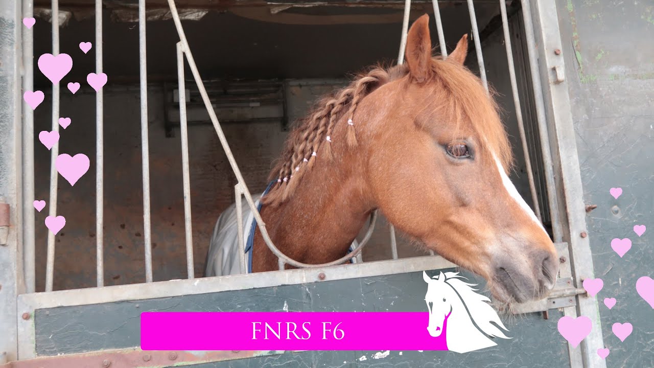 Fnrs F6 Voorbereiden, Oefenen & Rijden * Hart Voor Paarden * - Youtube