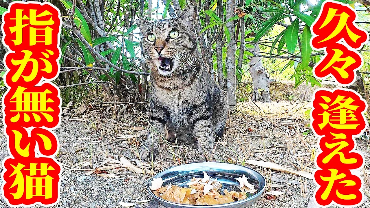 When I feed a cat that I rarely get to see—one missing a toe
