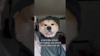 Everyday When Mom Makes Me Shoot These Videos For IG: | #akitainu #dogs