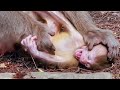 Terribly Sad! Baby Monkey Beaten By Mother Monkey