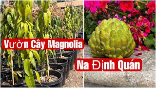 Vườn Cây Magnolia Sale Mother's Day || MÂY XANH || Video 284