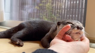 なかなか飼い主の思い通りにはいかないカワウソと猫 An otter and a cat that don't quite get their way