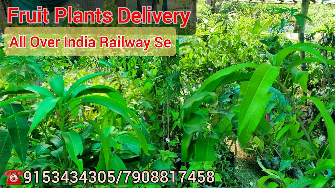 Online Fruit Plants Nursery in Kolkata Exotic plants Available YouTube