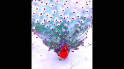 القارئ محمد السامرائي .. ماتيسر من سورة لقمان