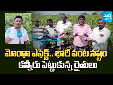 Montha Effect | Huge Crop Loss in Peddapalli | Farmers Reaction On Cyclone Montha | Sakshi TV - SAKSHITV