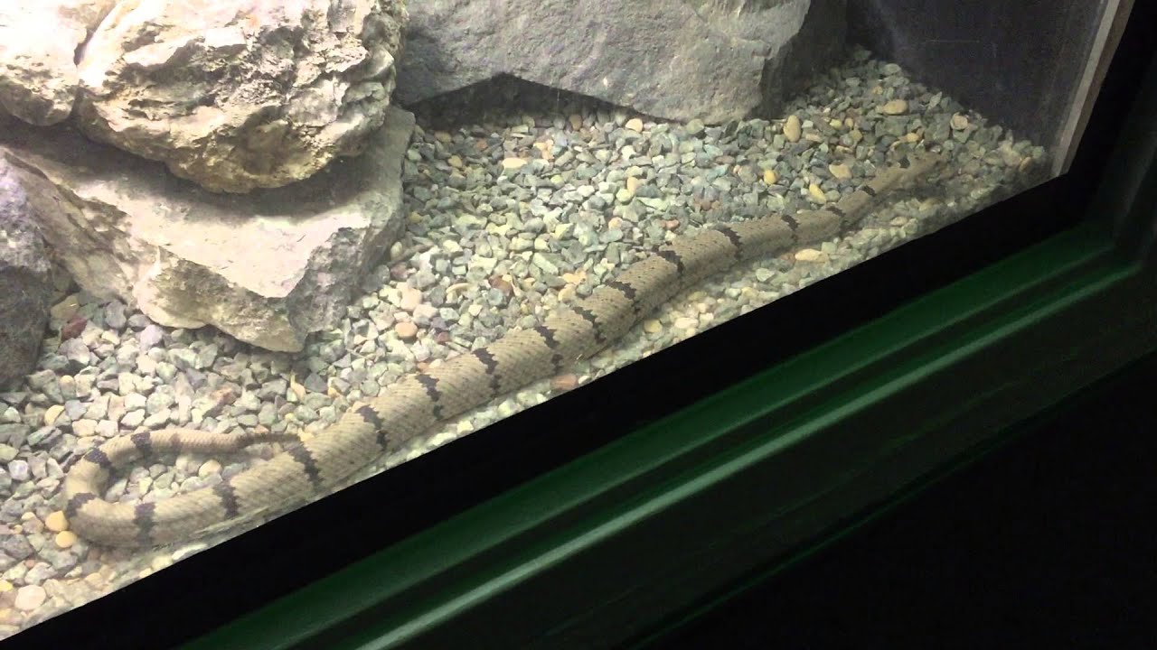 Dallas Zoo - Snake 02 - YouTube