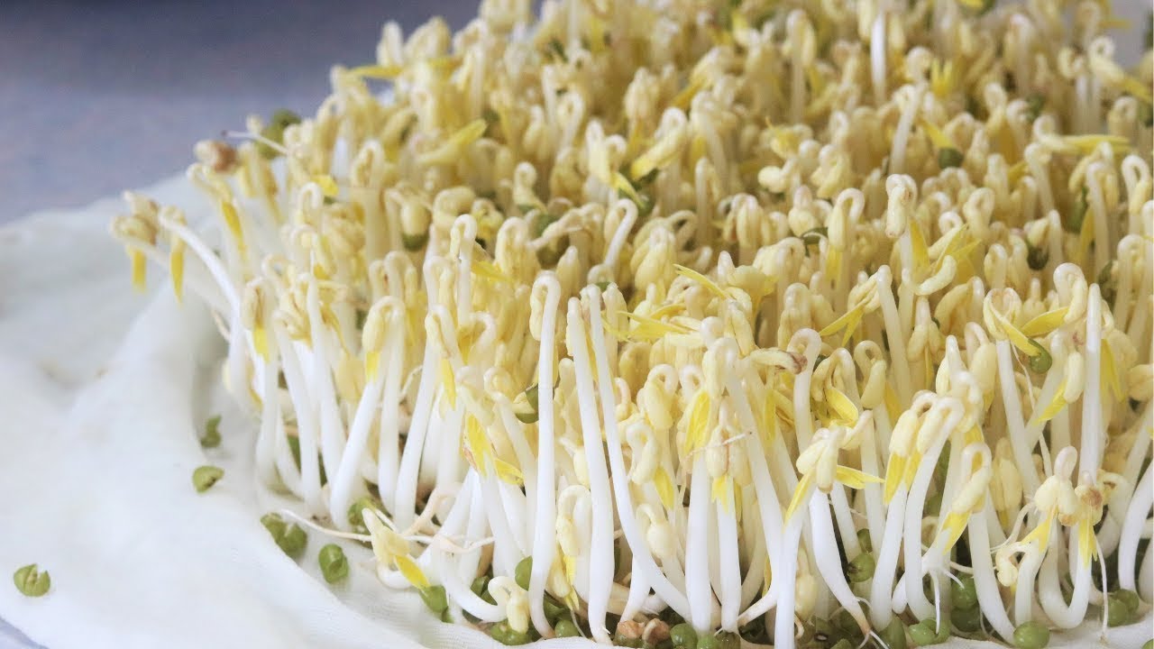 How to Grow Bean Sprouts and make Bean Sprout Salad