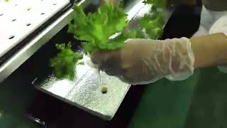 グリーンスタッフ植物工場・苗植え作業