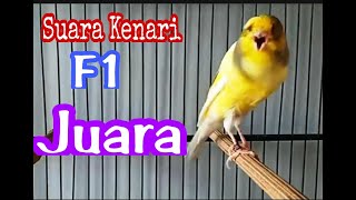 Kenari F1 Juara, guru vokal