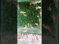 Albino Dragon pair Rs100