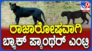 Black Cheetha: ನಾಗರಹೊಳೆಯ ಕುಟ್ಟ ಗೇಟ್ ಬಳಿ ಸಫಾರಿ ವೇಳೆ ಕಾಣಿಸಿಕೊಂಡ ಕರಿ ಚಿರತೆ| #TV9D