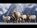 Alberta Canada - Banff Frozen in Time in 4K! | DEVINSUPERTRAMP