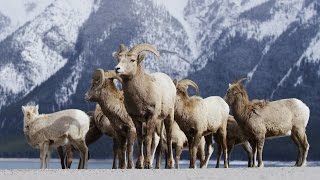 Alberta Canada  Banff Frozen in Time in 4K! | DEVINSUPERTRAMP