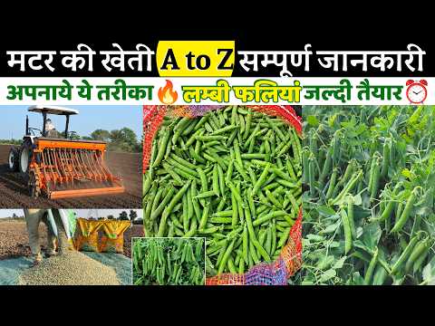 Advanced Pea Farming🌿 C-10, GS-10, AP-3 Varieties | Complete Guide to Fertilizers, Pesticides, an...