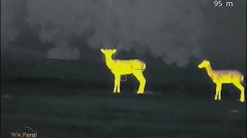 Deer Hunting WA using  a ThermTec Ares 360LRF thermal scope